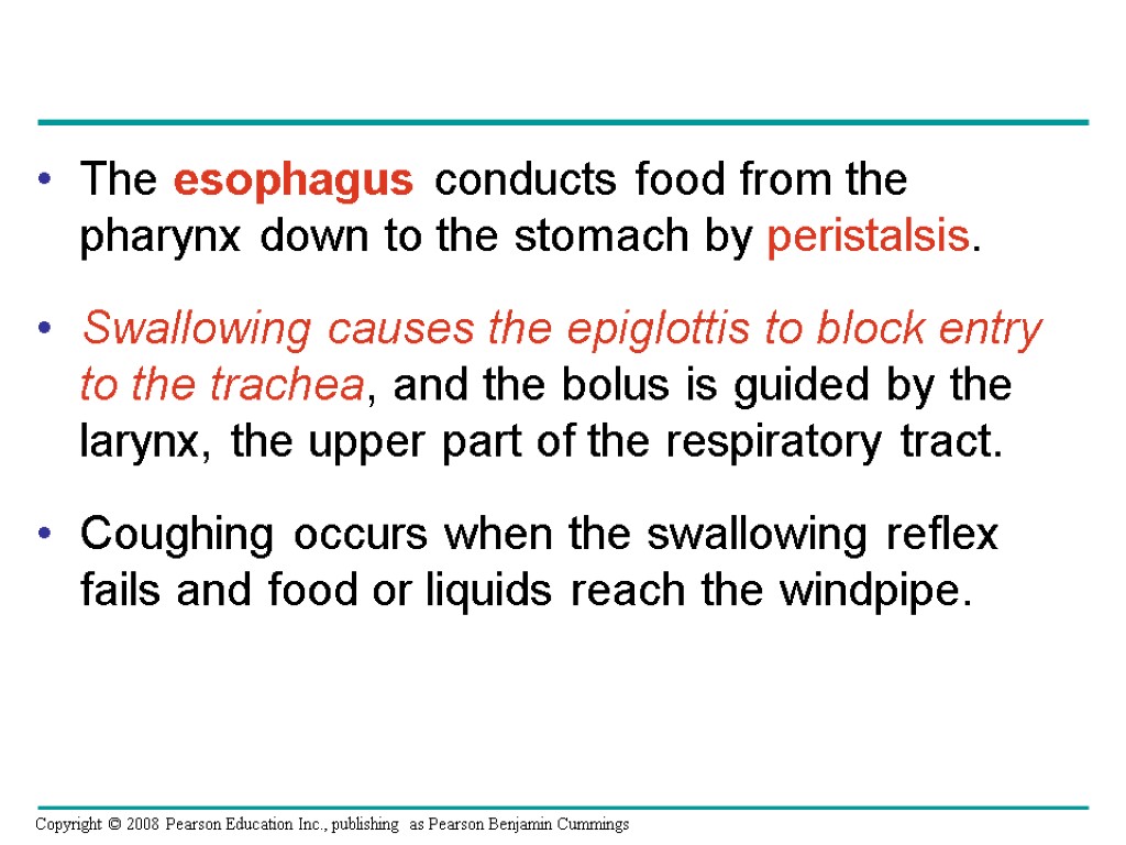 The esophagus conducts food from the pharynx down to the stomach by peristalsis. Swallowing